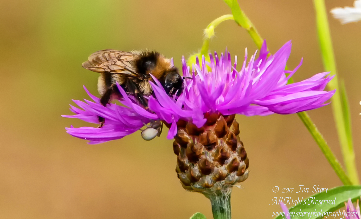 Bee and spider on purple flower Tuja Latvia