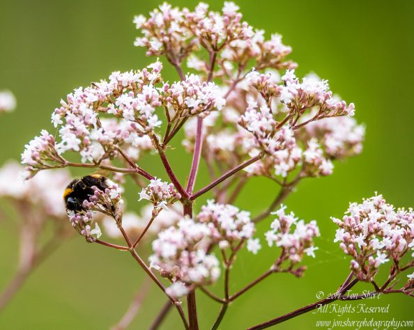 Bee on wildflower Latvia