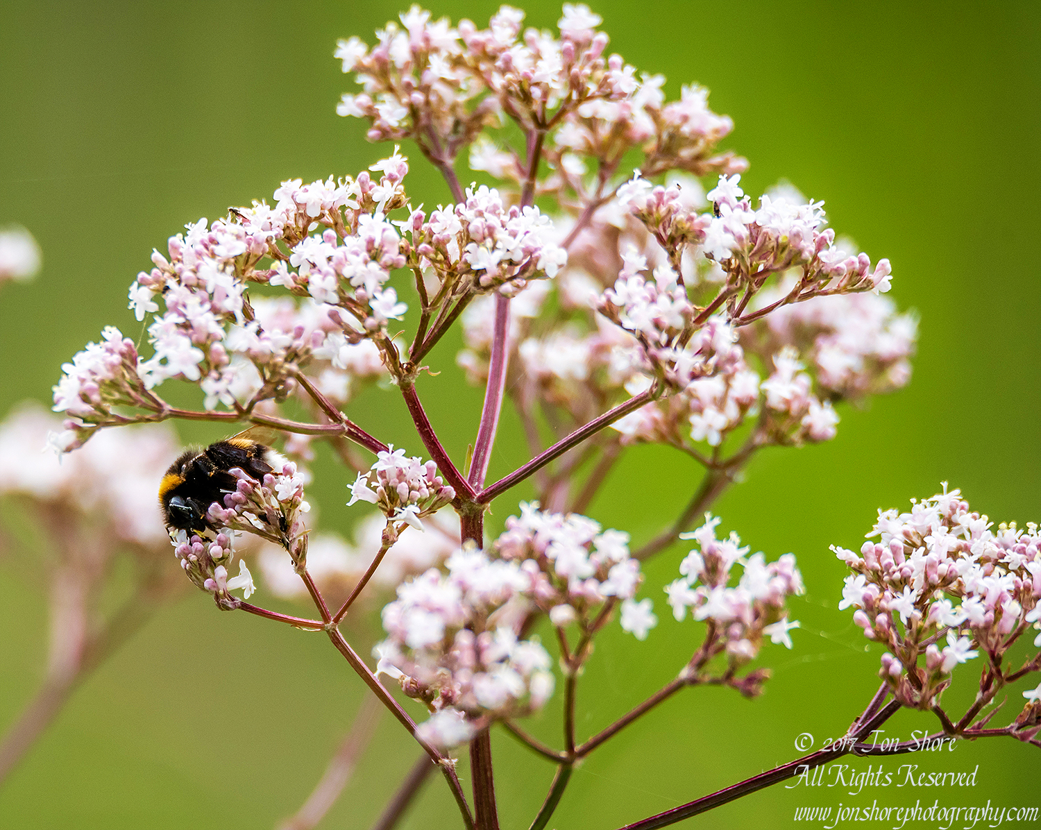 Bee on wildflower Latvia
