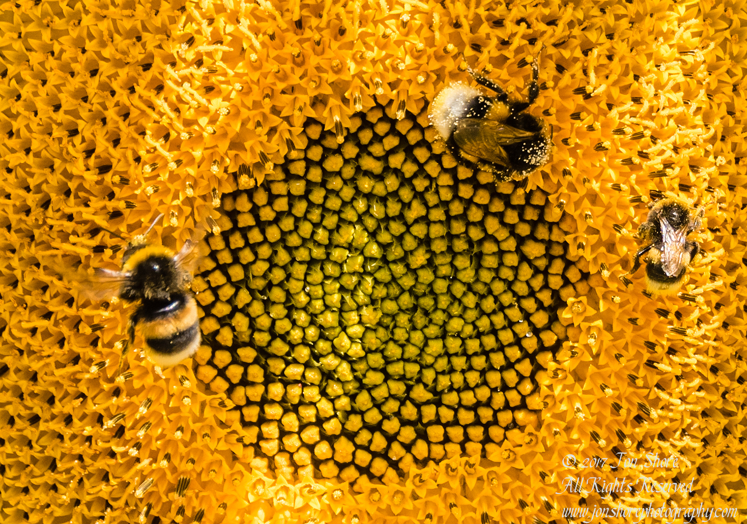 Bees in a sunflower Latvia