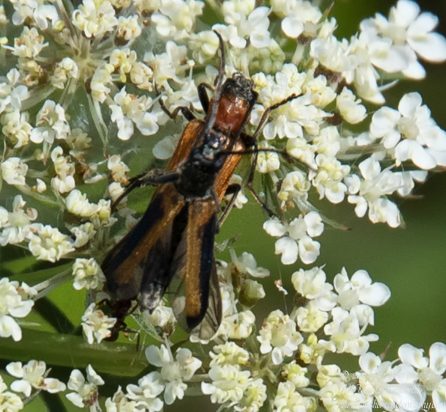Beetle love Latvia July 2017