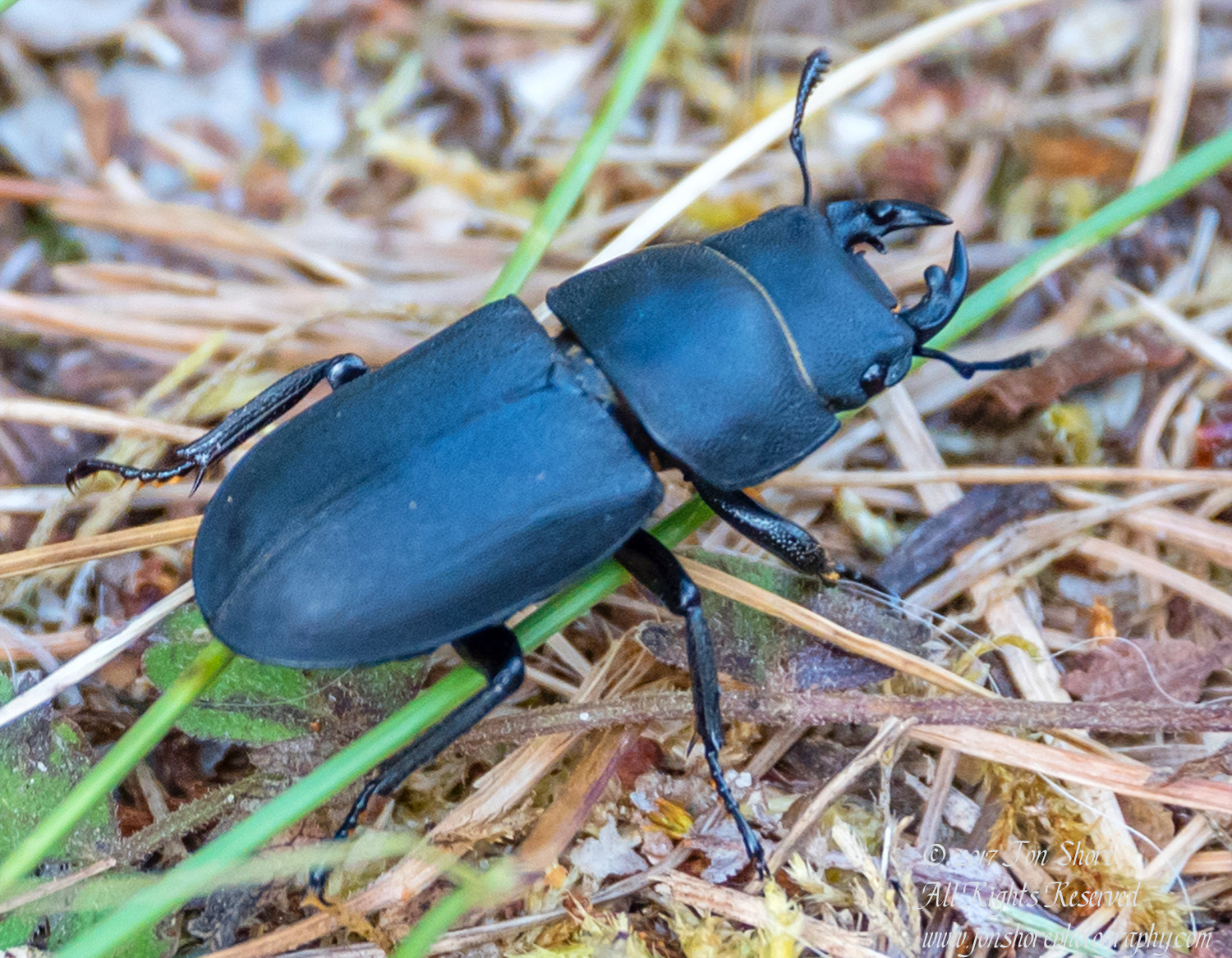Black beetle Tuja Latvia