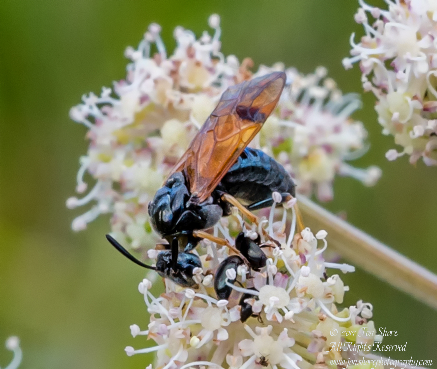Bug Kemeri National Park Latvia