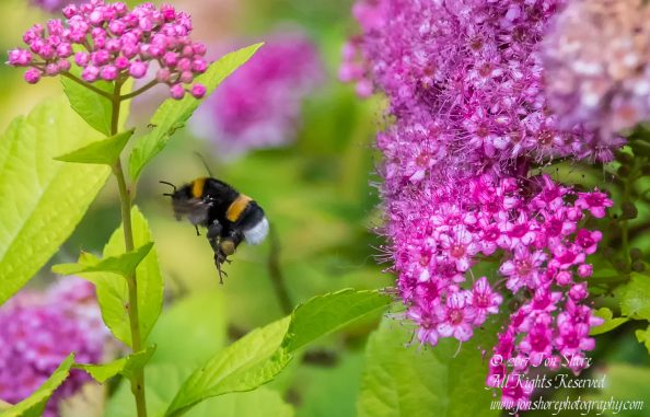 Bumble Bee and flowers Latvia