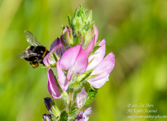 Bumble Bee and Flower Latvia