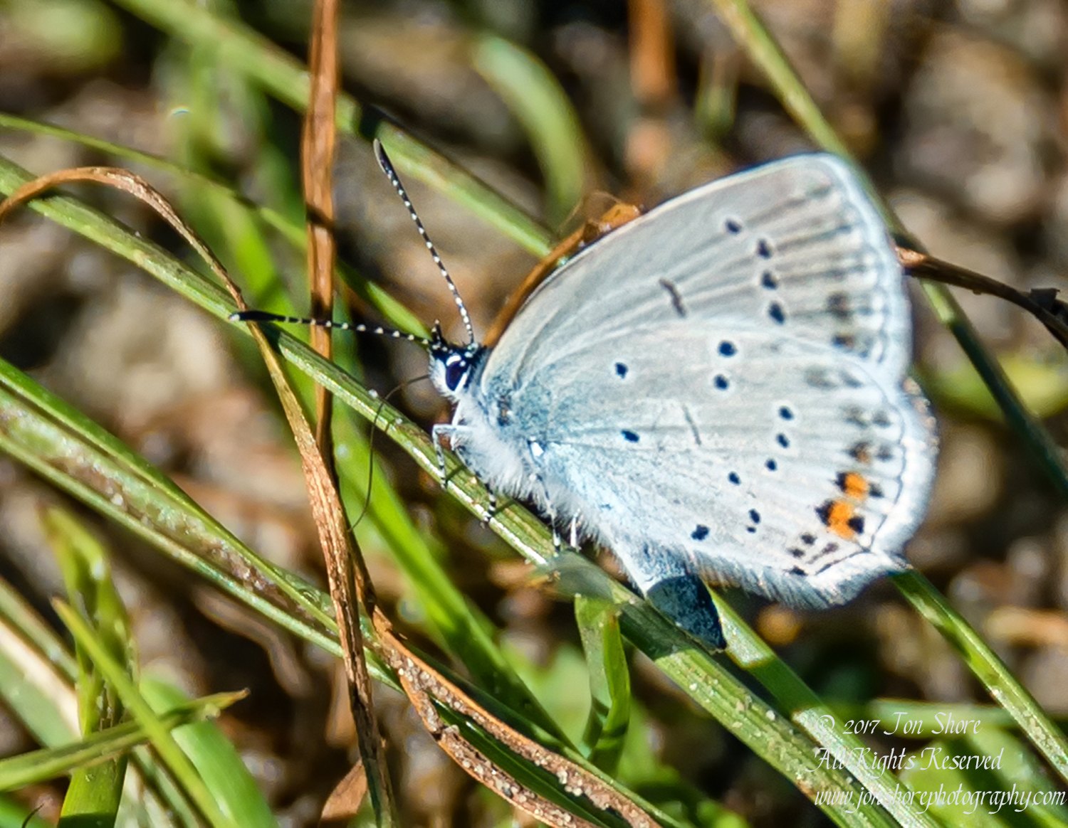 Butterfly Jurmala Latvia July 2017