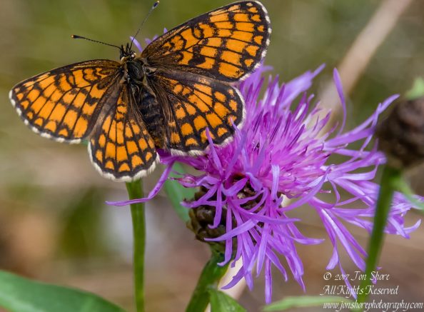 Butterfly on purple flower Tuja Latvia