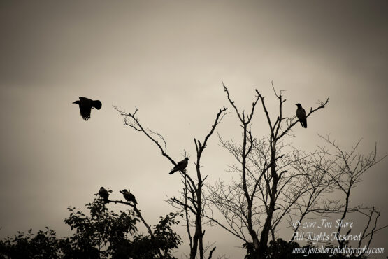 Crows in a tree, Tuja Latvia
