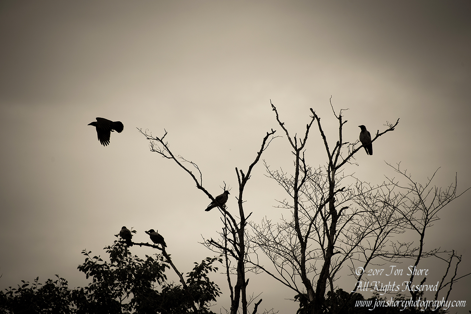 Crows in a tree, Tuja Latvia