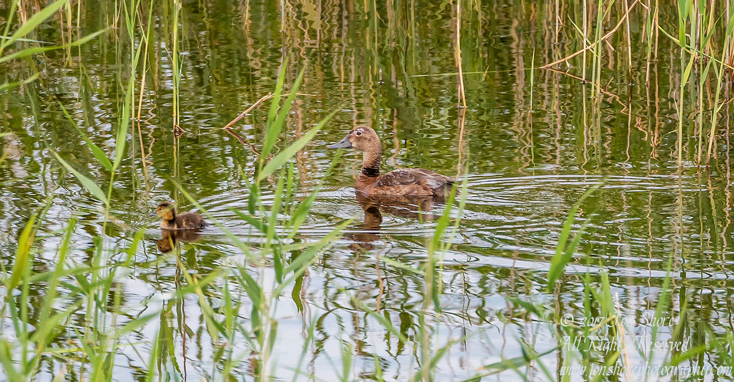 Duck Latvia