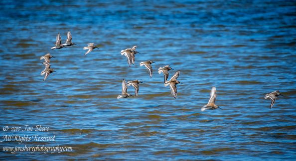 Dunlins, Jurmala, Latvia
