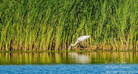 Egret fishing Jurmala Latvia July 2017
