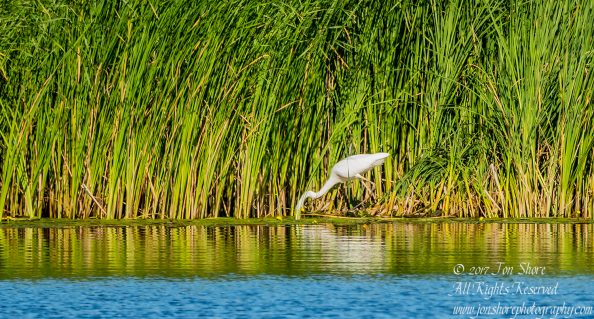 Egret fishing Jurmala Latvia July 2017
