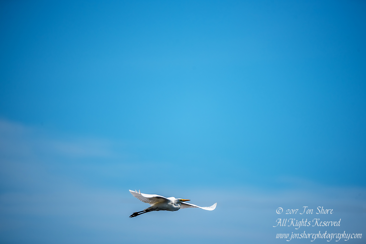 Egret flying Jurmala Latvia July 2017