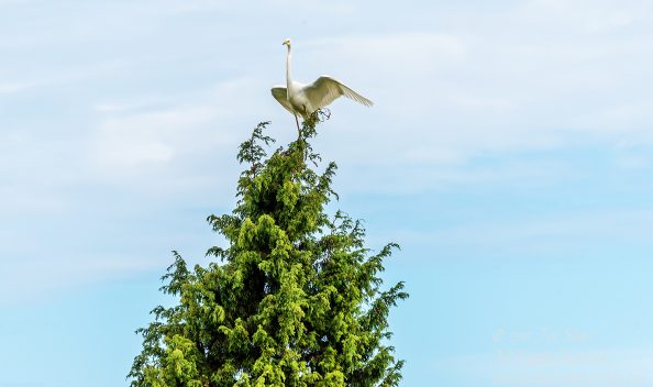 Great White Egret in a Tree, Kemeri National Park, Latvia