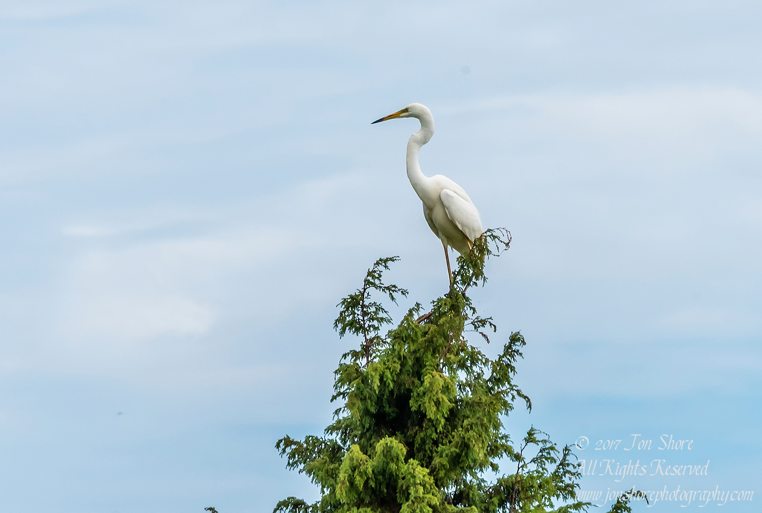 Great White Egret in a Tree, Kemeri National Park, Latvia