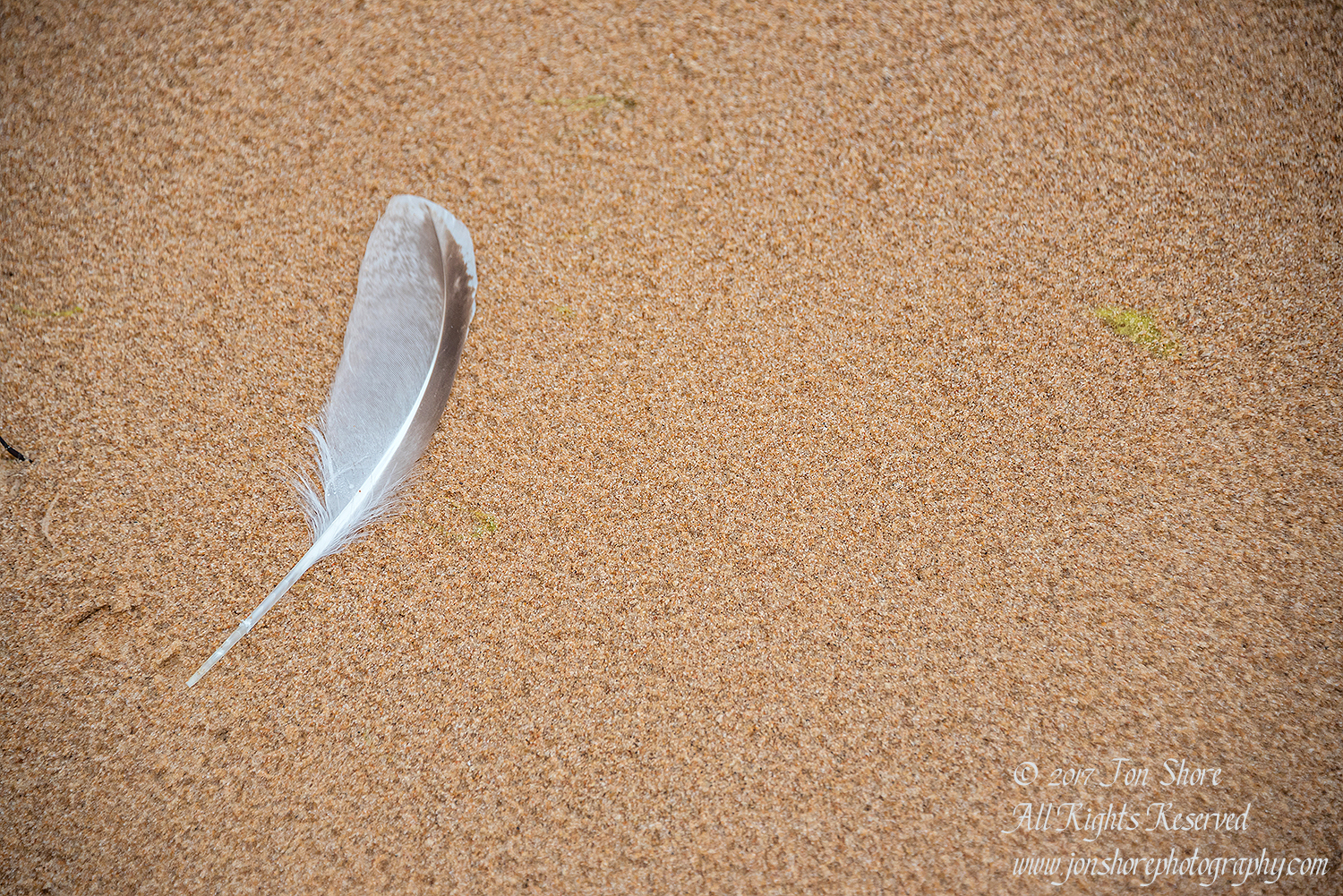 Seagull Feather on a Beach, Tuja Latvia