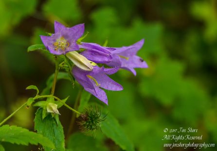 Wildflower, Tuja Latvia