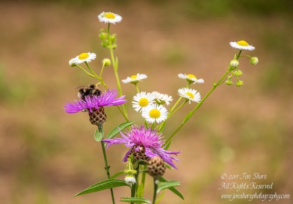 Bee and spider on purple flower Tuja Latvia