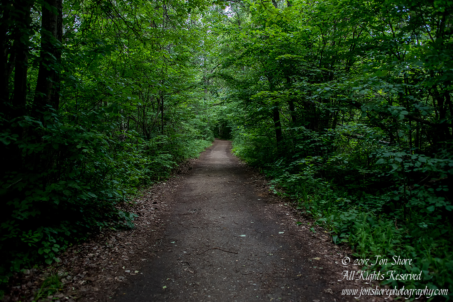 Forest path Latvia