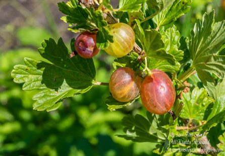 Gooseberries Jurmala Latvia July 2017