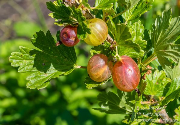 Gooseberries Jurmala Latvia July 2017