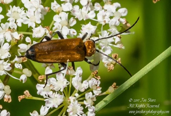 Gold Beetle Macro Latvia