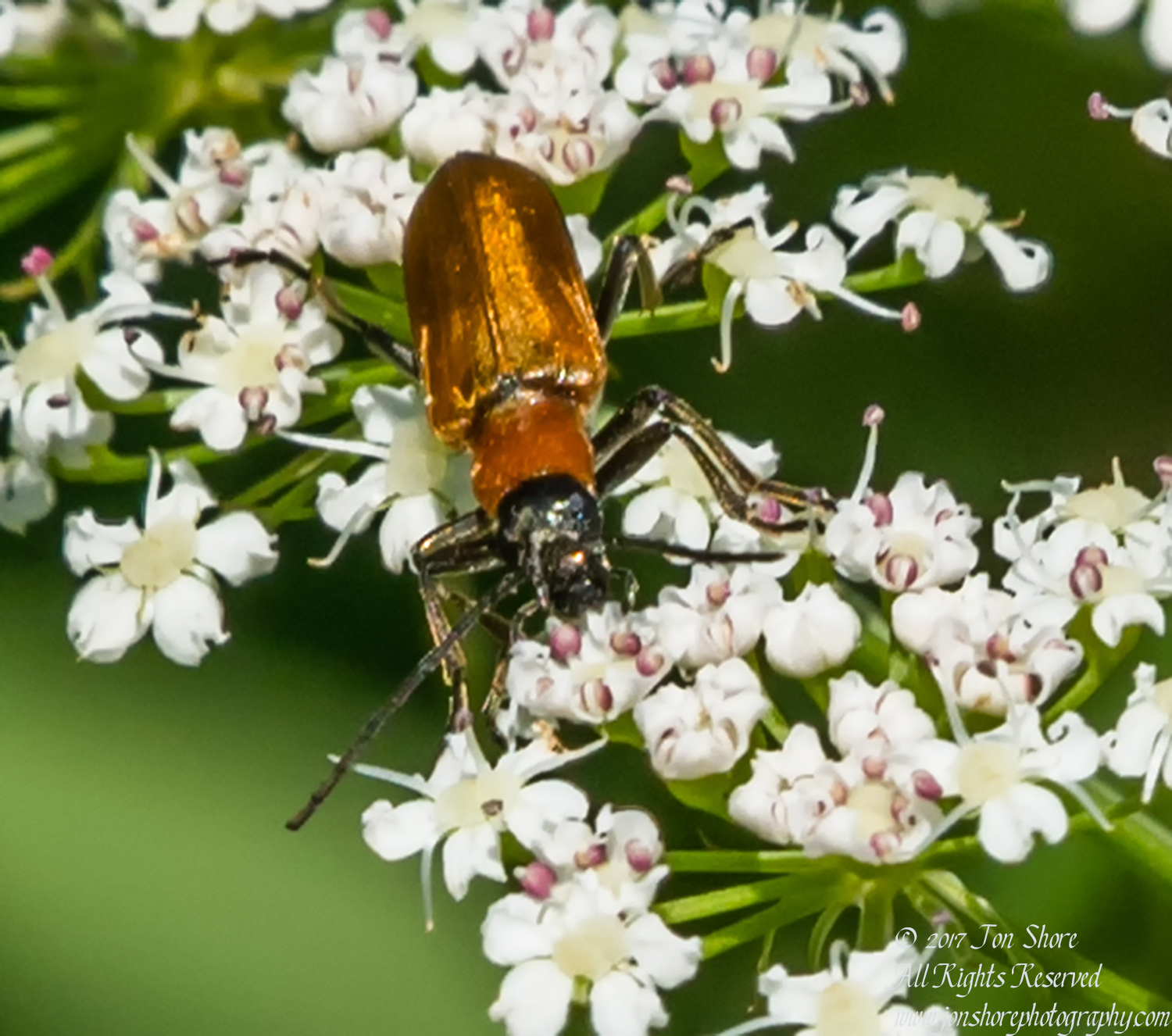 Gold beetle Latvia