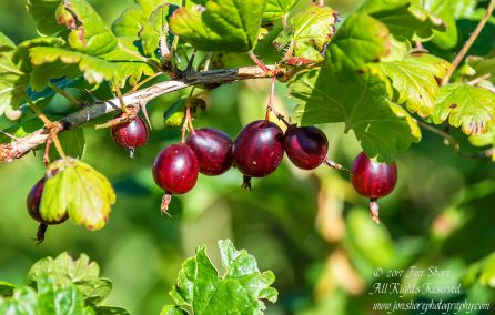 Gooseberries Jurmala Latvia July 2017