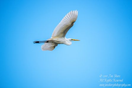 Great White Egret Kemeri National Park Latvia