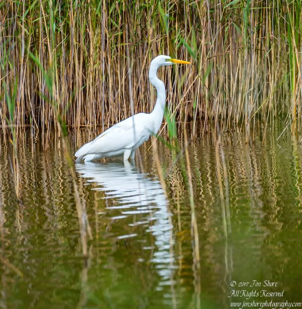 Great White Egret Kemeri National Park Latvia