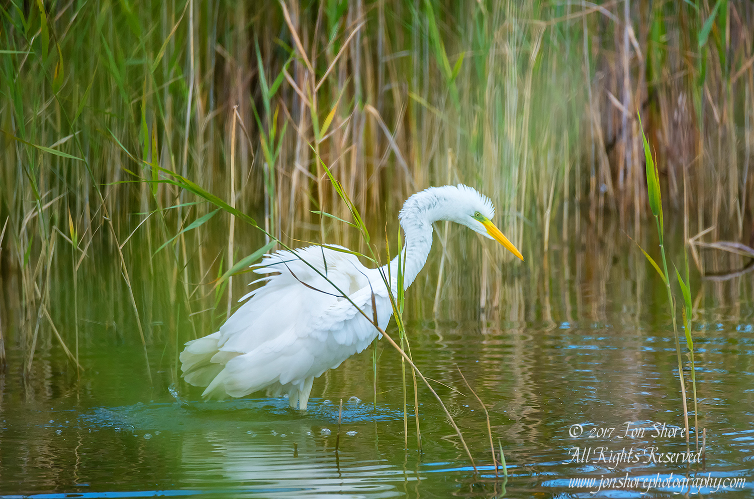 Great White Egret Kemeri National Park Latvia