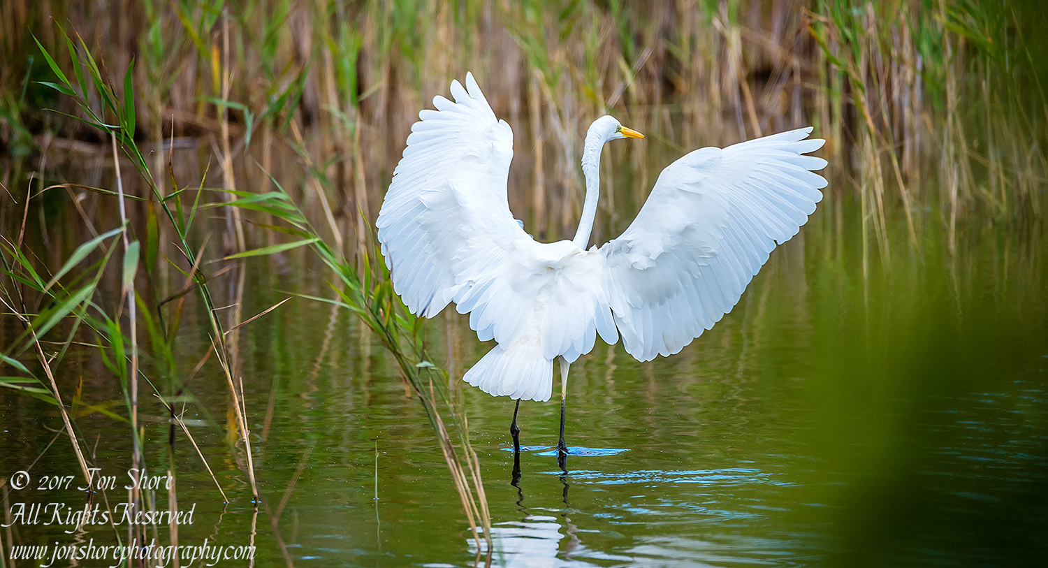 Great White Egret Kemeri National Park Latvia