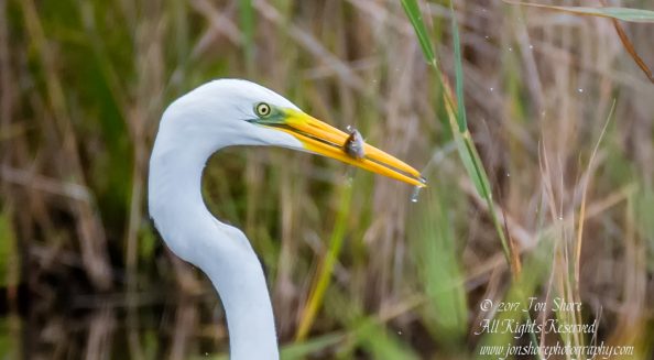 Great White Egret Kemeri National Park Latvia