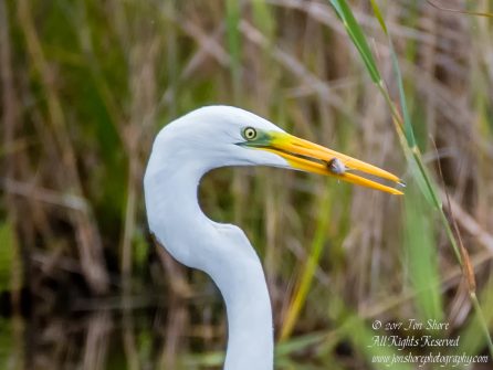 Great White Egret Kemeri National Park Latvia
