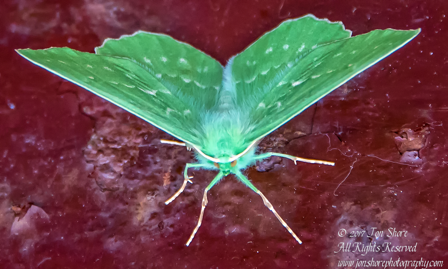 Green Butterfly Riga Latvia