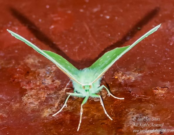 Green Butterfly Riga Latvia
