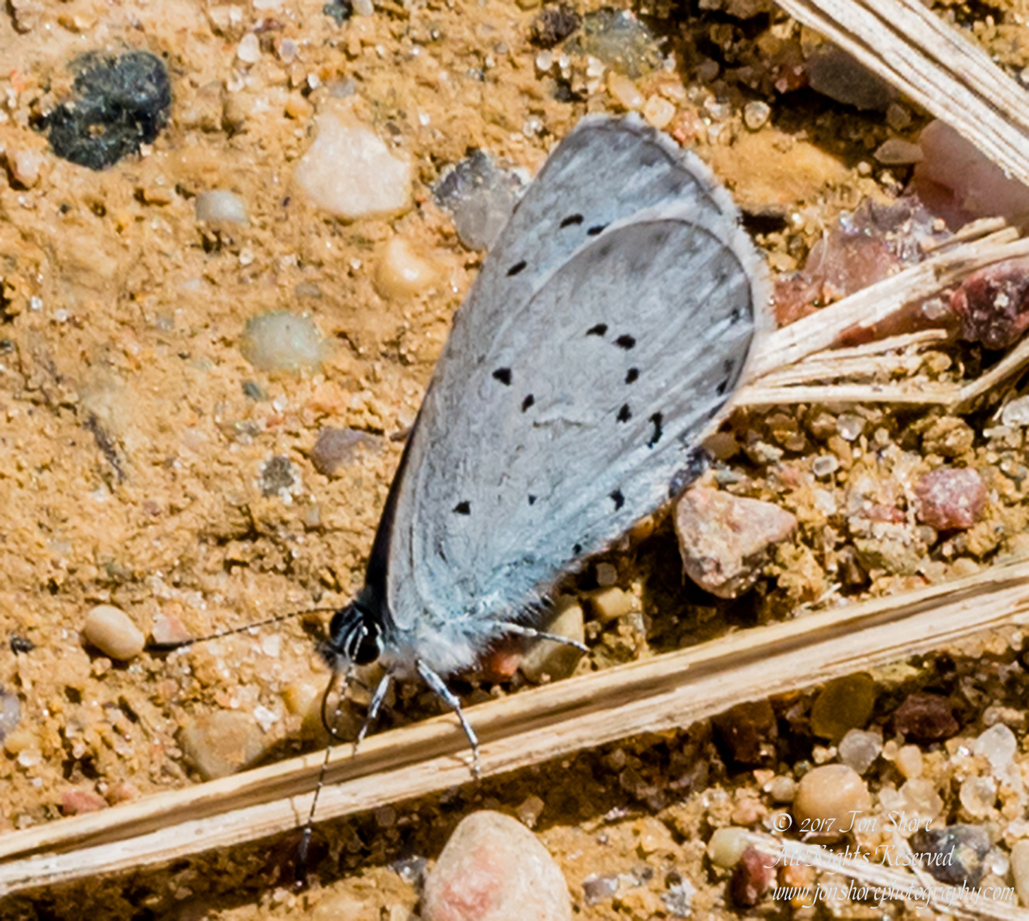 Grey blue butterfly Latvia July 2017