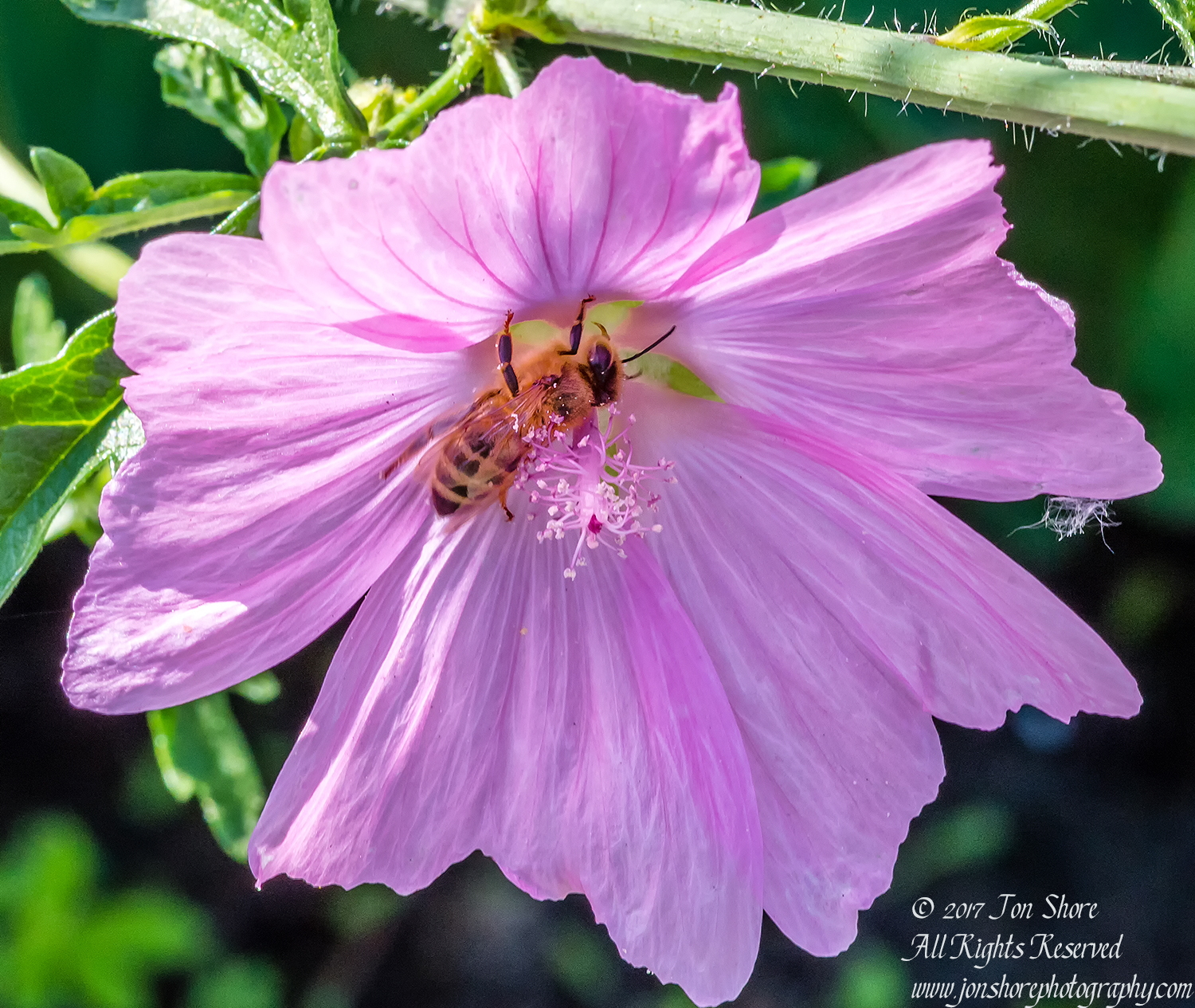 Honey bee in flower Latvia J