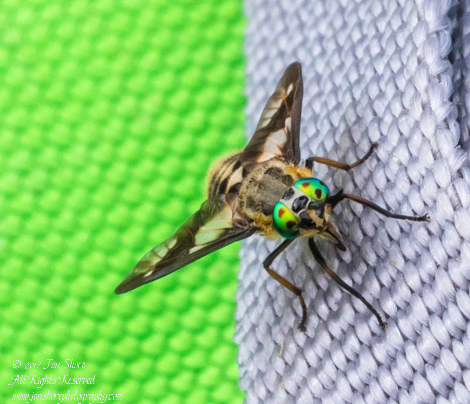 Horsefly macro Kemeri National Park Latvia
