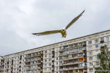 Killer Seagull Riga Latvia