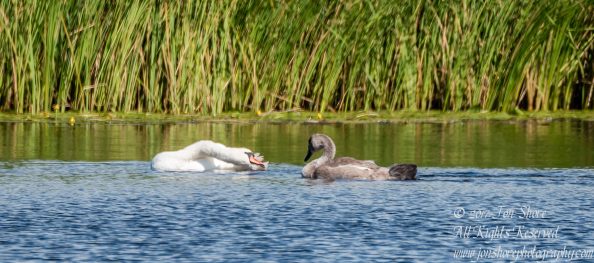 Mama and Baby Swans Jurmala Latvia