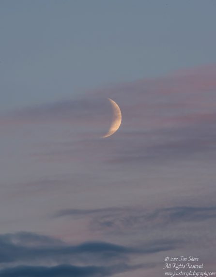 Moon in sunset Tuja Latvia