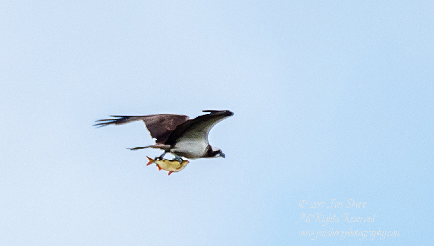 Osprey with fish. Tamron 600mm