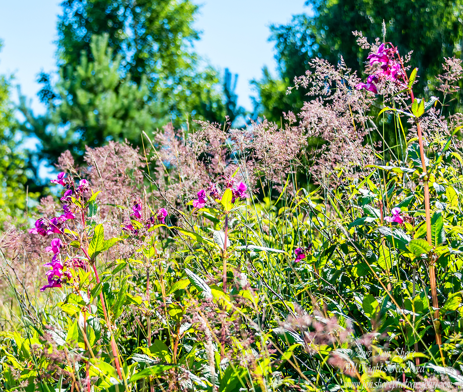 Purple Wildflowers Jurmala Latvia July 2017