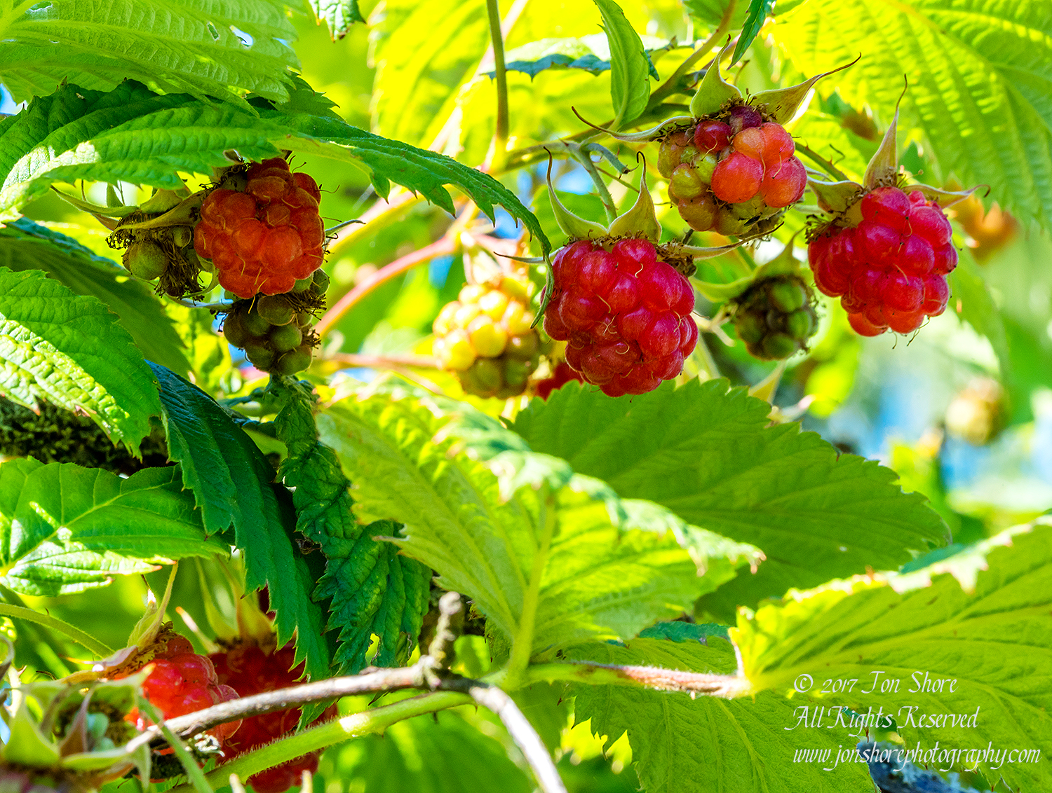 Raspberries Latvia