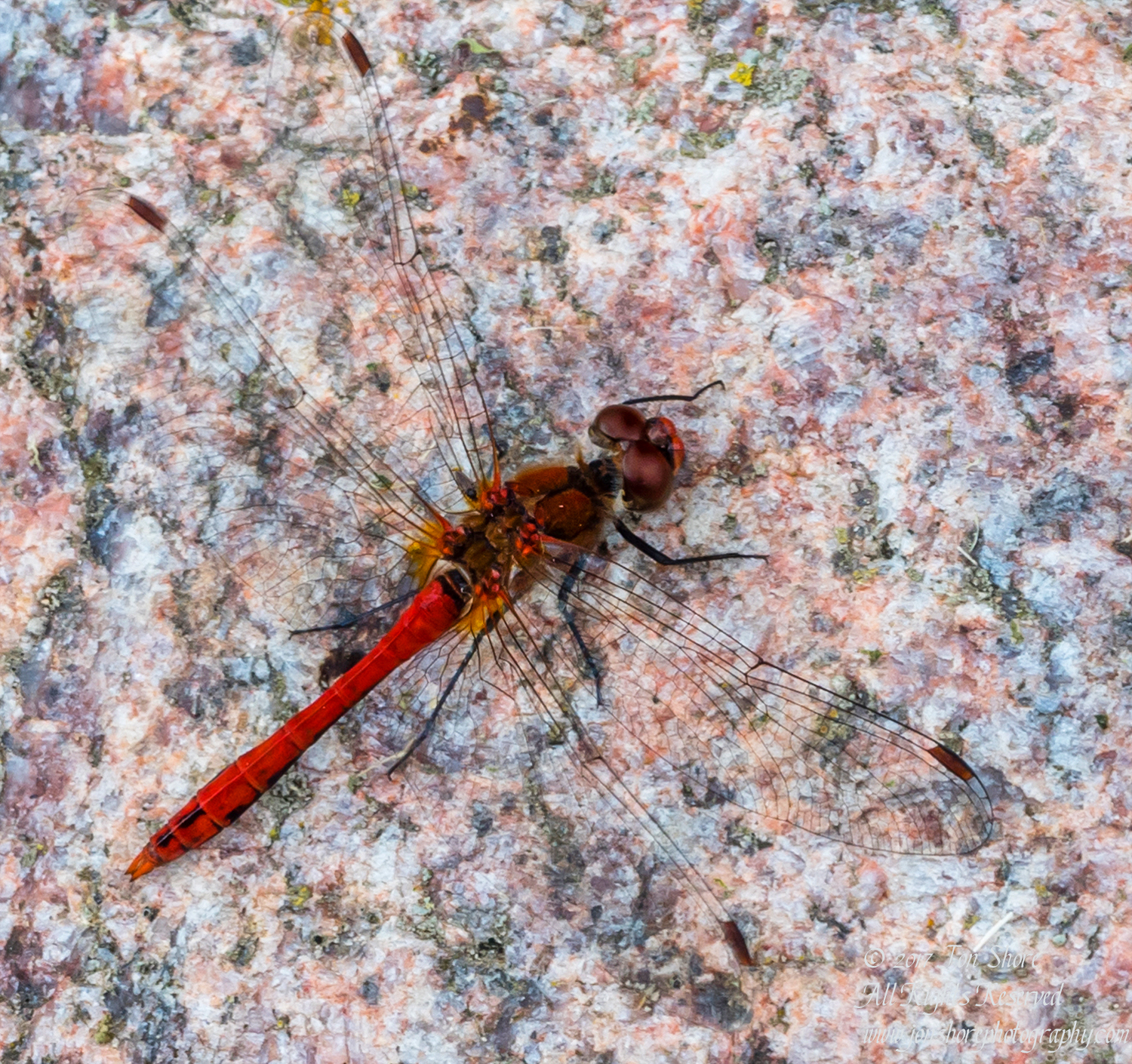Red Dragonfly Kemeri National Park Latvia