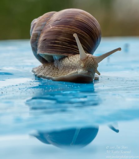 Snail Tuja Latvia