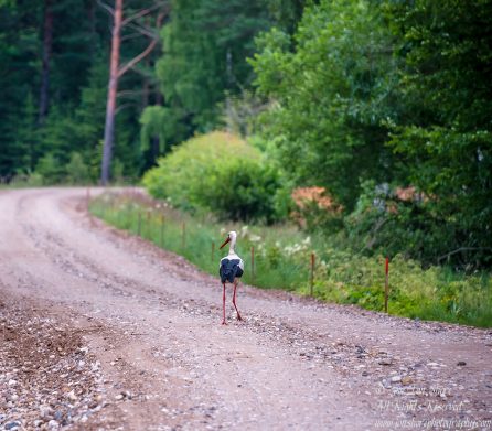 Stork on the road Tuja Latvia