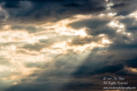 Sunset shine Tuja Latvia